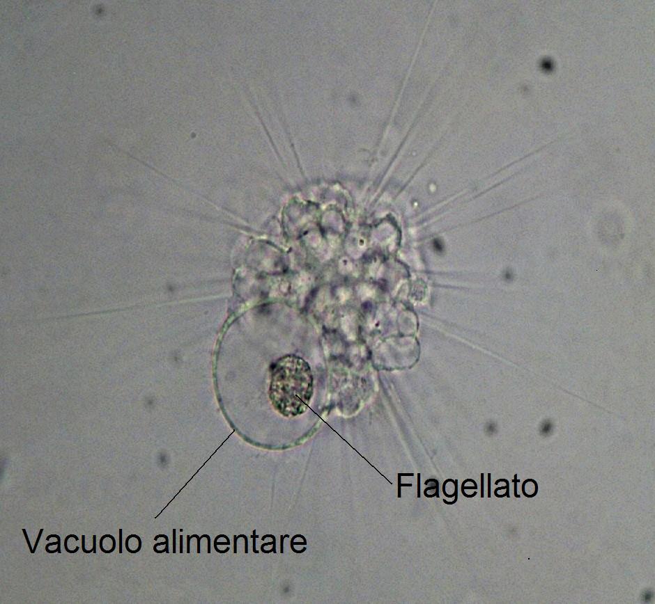 Microscopia al Lago di Bracciano, zona Pantane